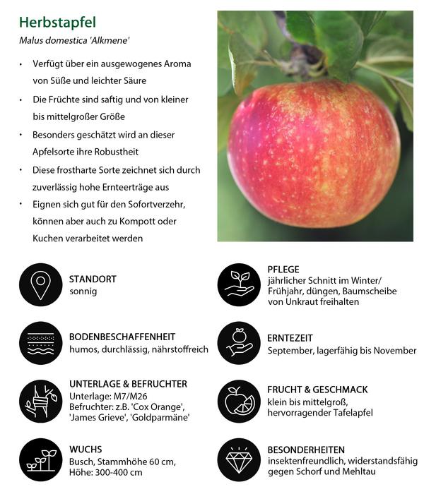 Herbstapfel 'Alkmene'