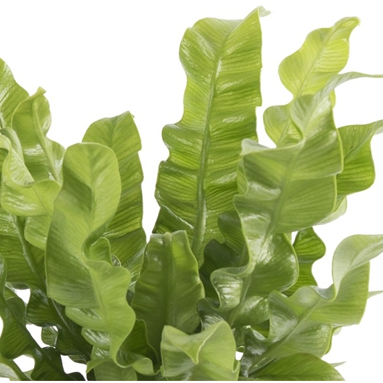 Compo 4 plantes d'intérieur - pot D12cm
