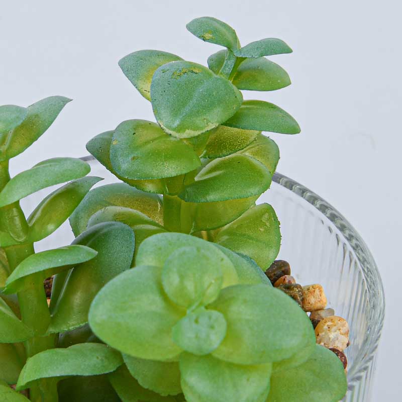 Plante grasse pot rond