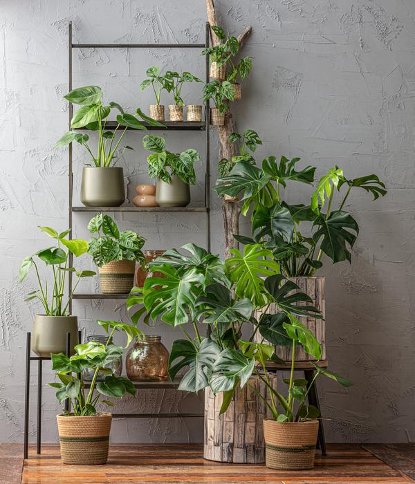Fensterblatt - Monstera deliciosa