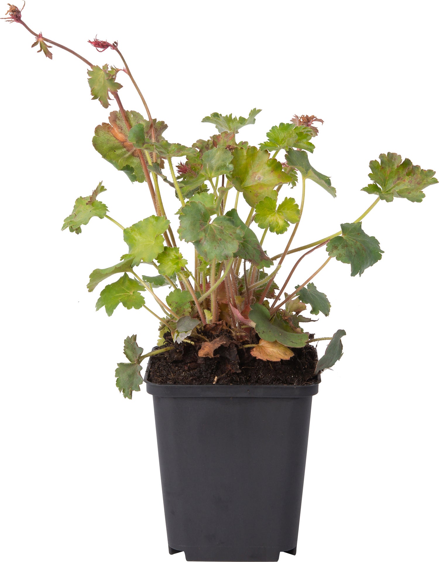 Purperklokje (Heuchera sanguinea 'Bressingham Hybrids') D 9 H 10 cm