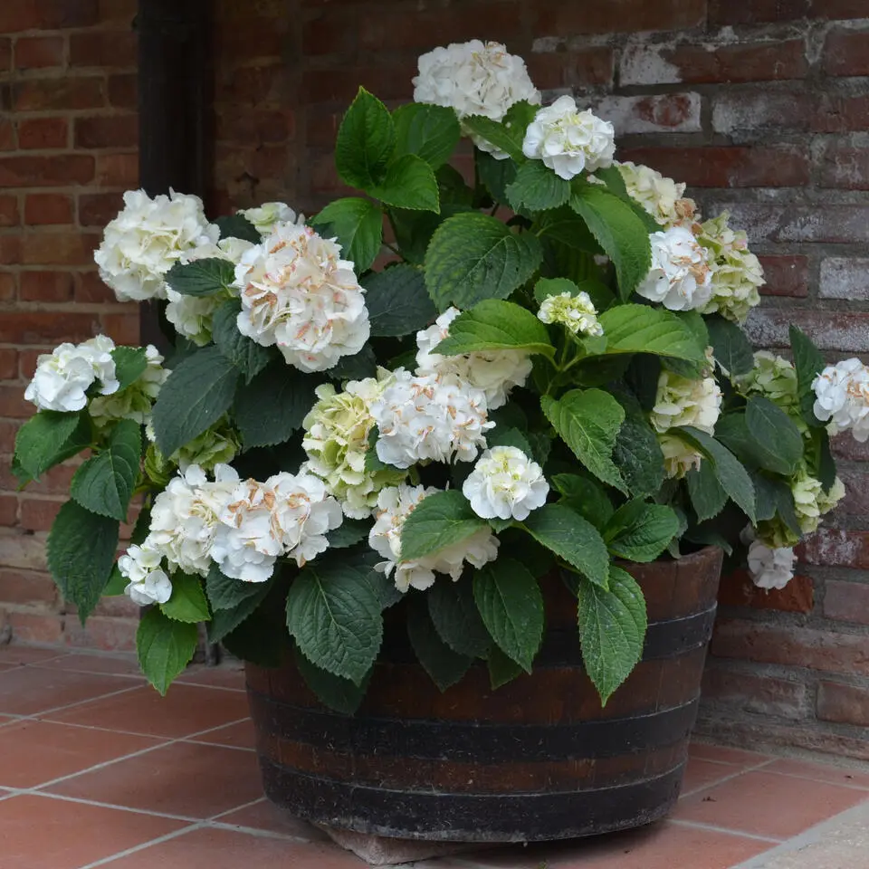 Hortensia - Set van 3 - Hydrangea 'Benxi' - Hoogte 25-40cm - ⌀9cm