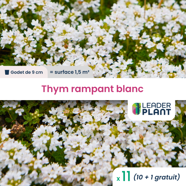 11 x thym rampant blanc en godet