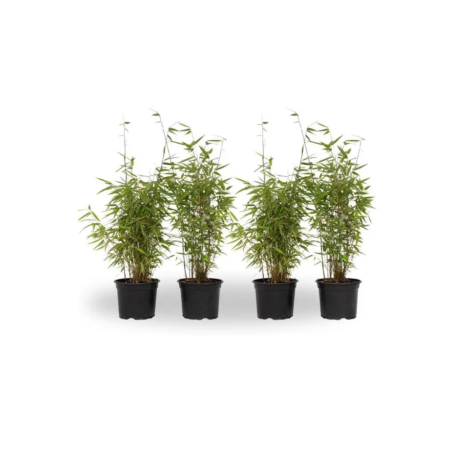 Bamboe - Set van 4 - Fargesia nitida 'Red Dragon' - Hoogte 50-70cm - ⌀17cm