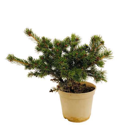 Picea pungens 'Lucky Strike':h 30/40 cm conteneur 4 litres