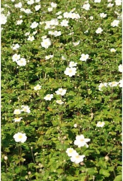 Herfstanemoon (Anemone 'Honorine Jobert') D 9 H 10 cm