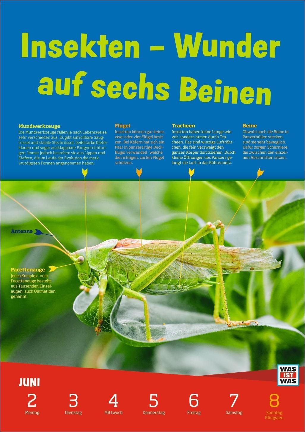 WAS IST WAS Wochenkalender 2025