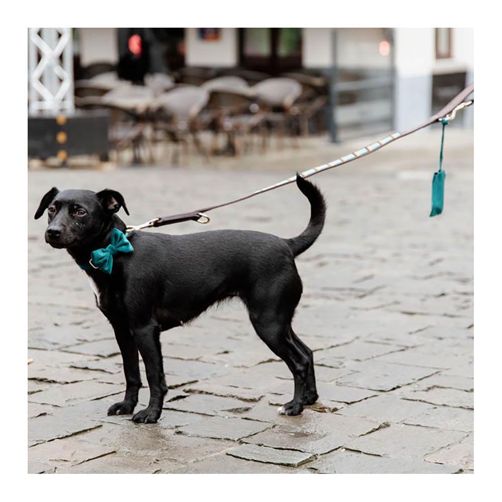 Kentucky PEARLS - Laisse pour chien bleu clair