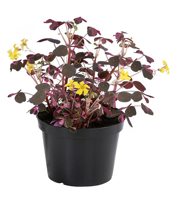 Sauerklee - Oxalis vulcanicola 'Plum'