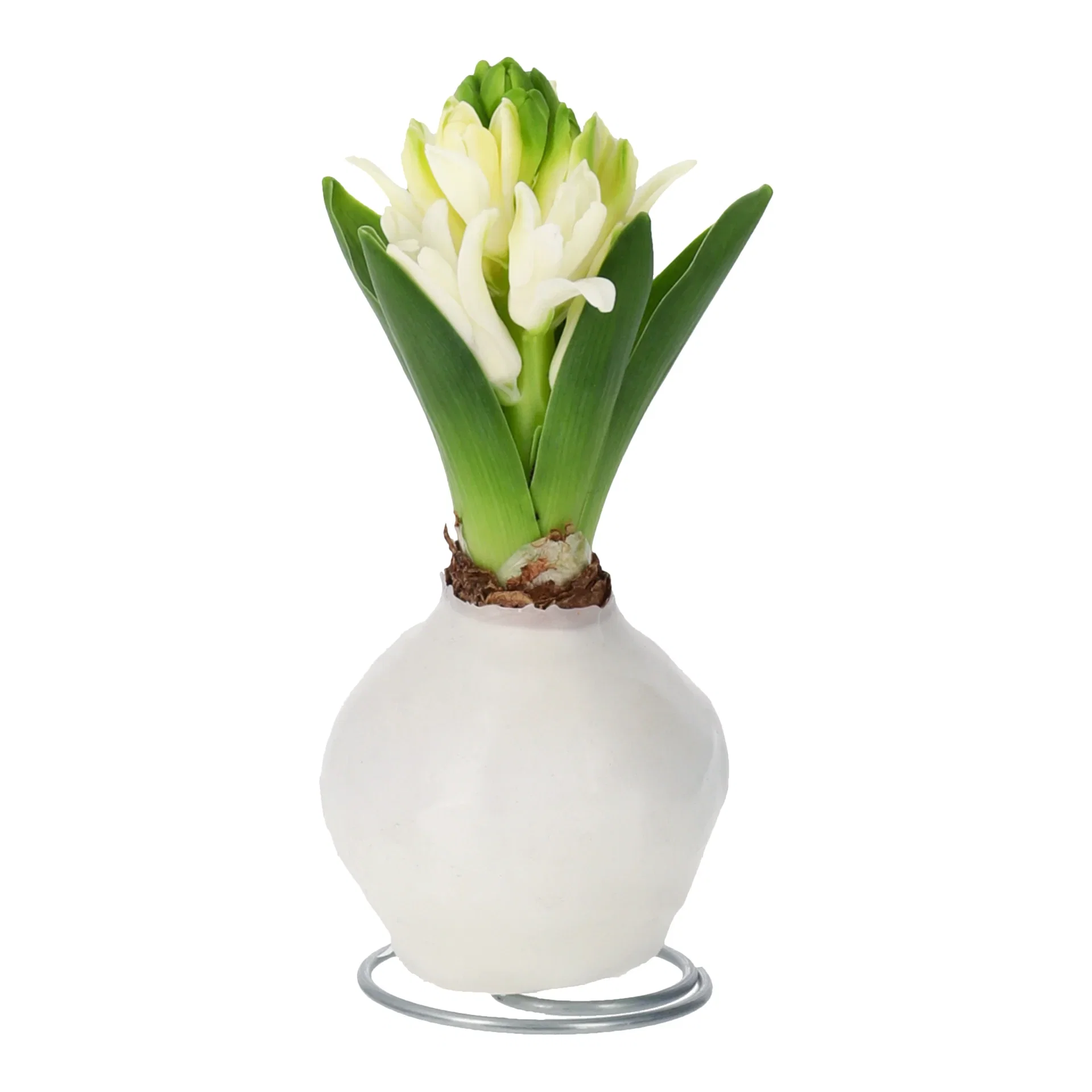 Hyacinthus orientalis Vokset svibel Omkrets 17 cm