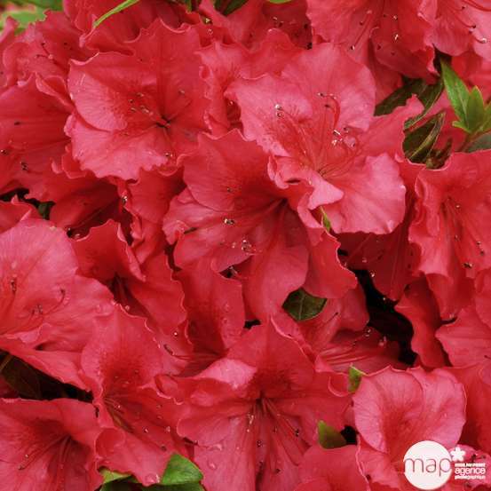 Azalea japonica ' Vuyk's Scarlet': 5 litres (rouge lumineux)