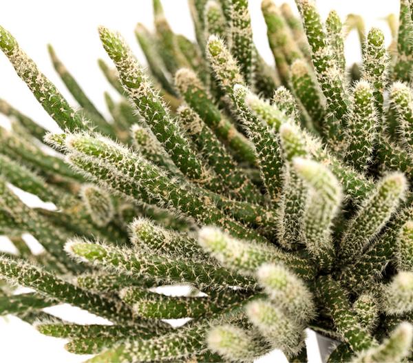 Korallenkaktus - Rhipsalis cassutha,