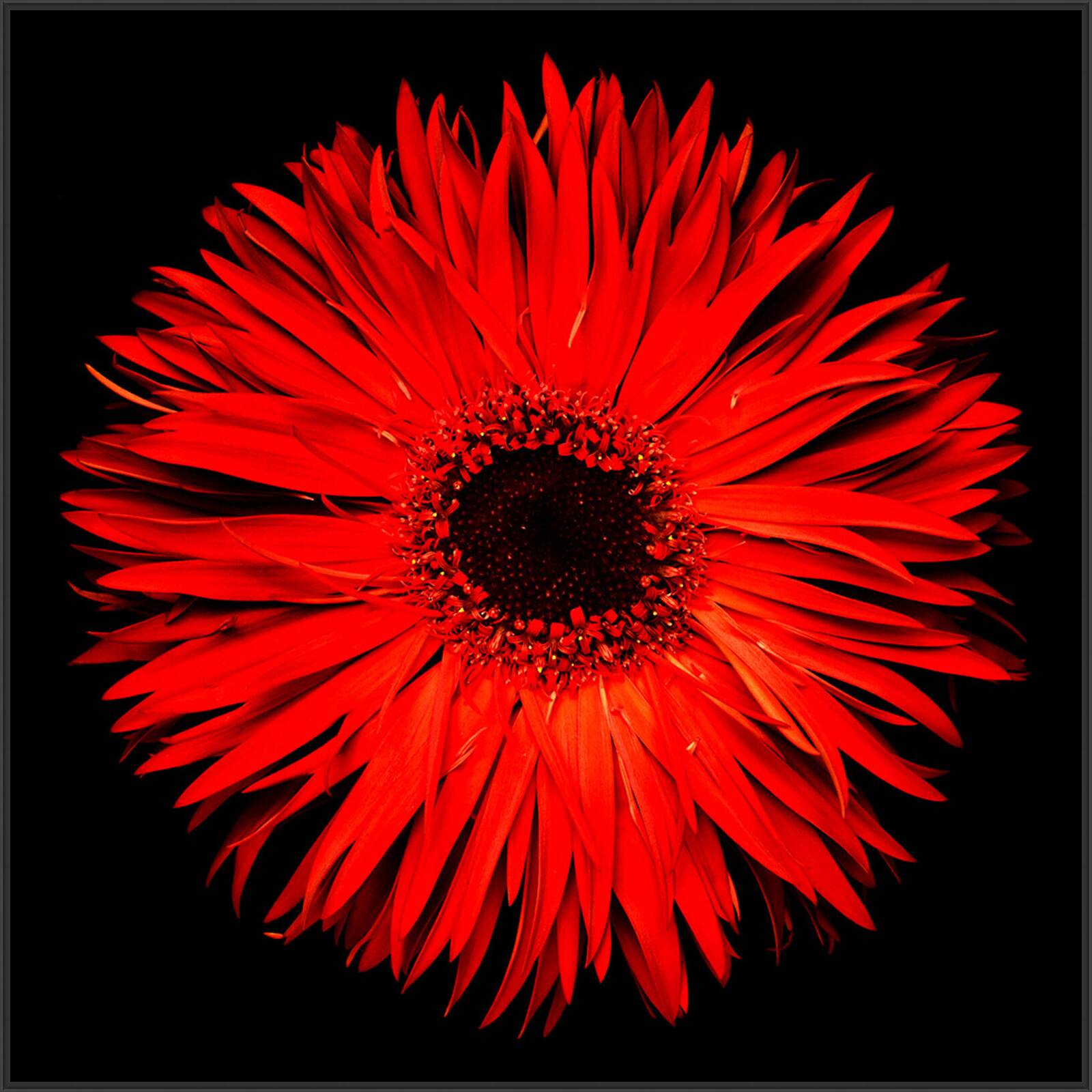 Blossom VIII by Heiko Hellwig - Limited Edition. Edition of: 150. Signed.