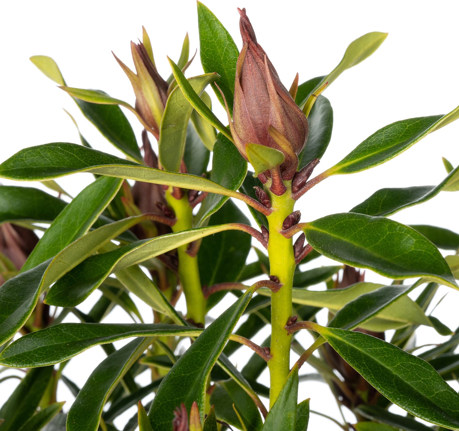 Rhododendron (Rhododendron inkarho 'Grazeasy') D 23 H 30 cm