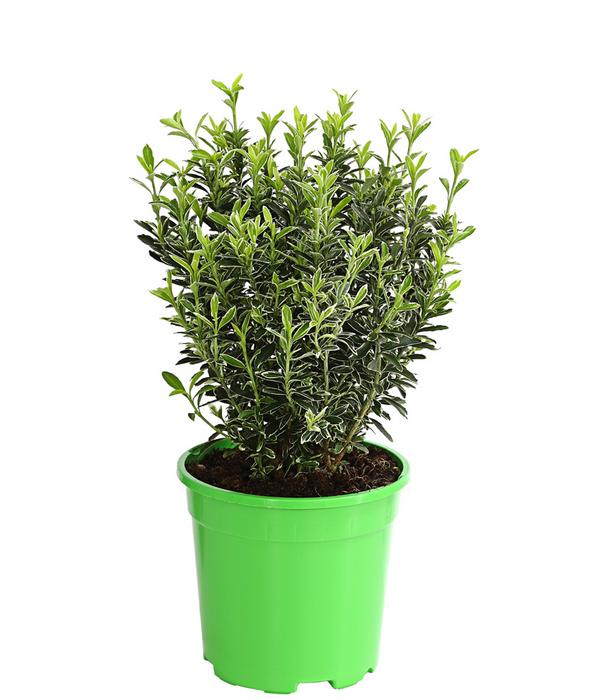 Kleinblättriger Spindelstrauch 'Microphyllus