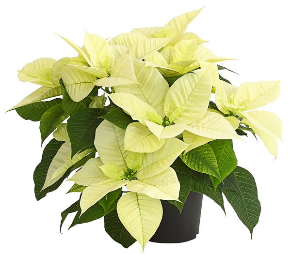 Weihnachtsstern - Euphorbia pulcherrima