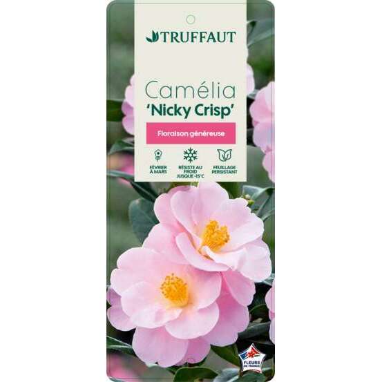 Camellia 'Nicky Crisp' : H 60/70 cm, ctr 8 Litres