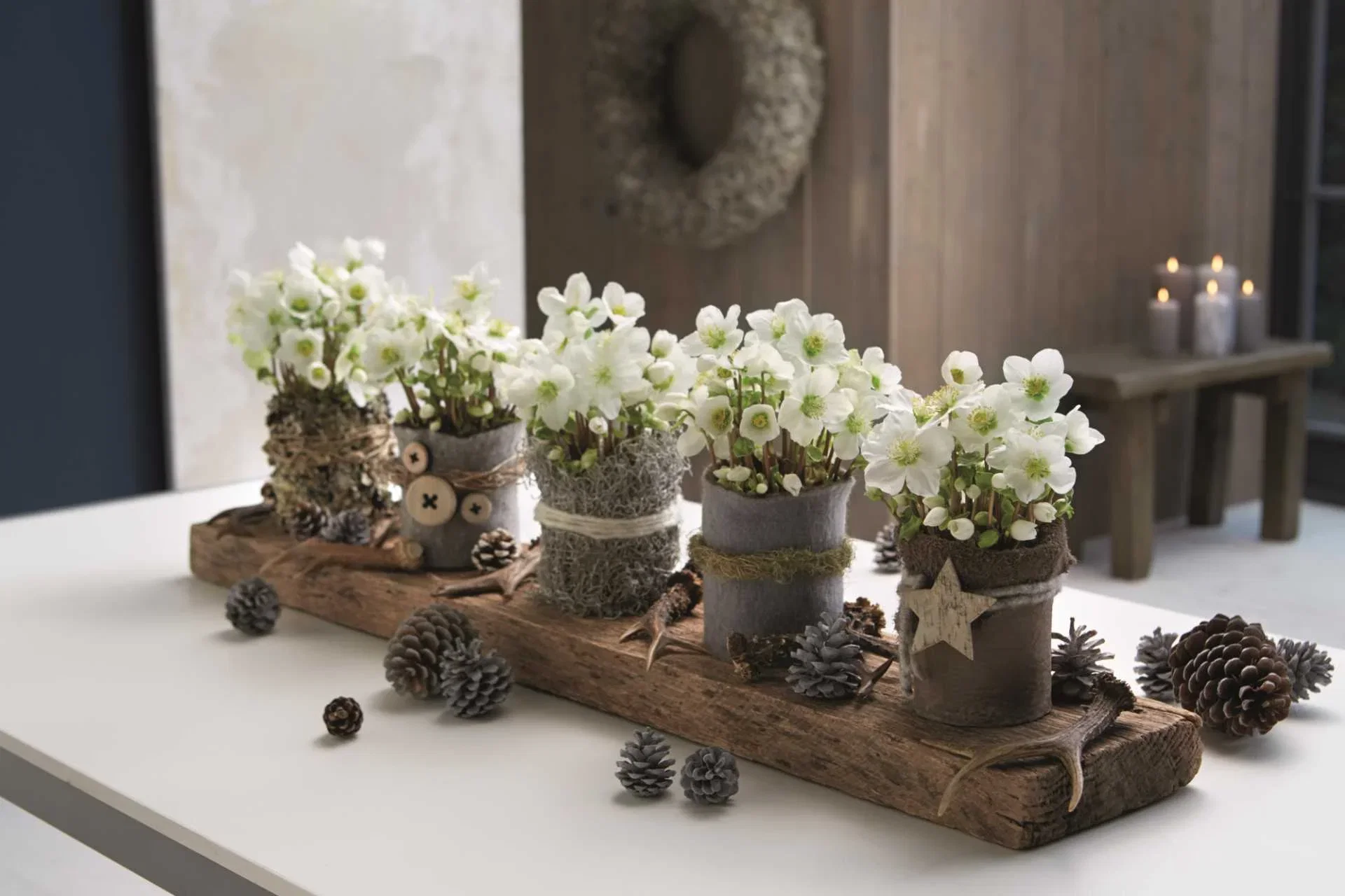 Helleborus niger 'Verboom Beauty' Hvit julerose 'Verboom Beauty' Ø12 cm