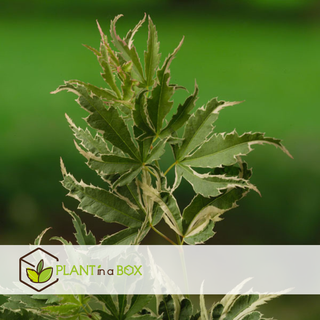 Acer palmatum 'butterfly' - erable japonais - pot 19cm - hauteur 50-60cm