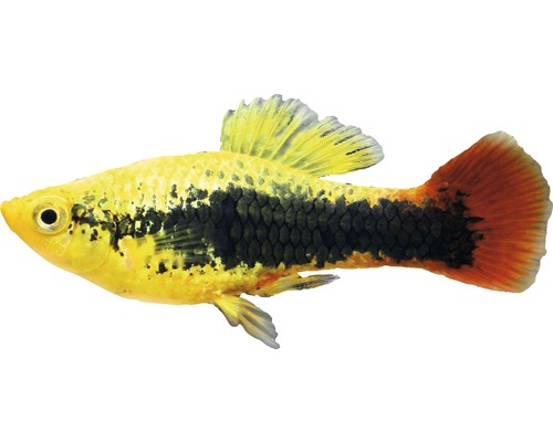 Hawaiiaanse papegaaienplatvis - Xiphophorus variatus