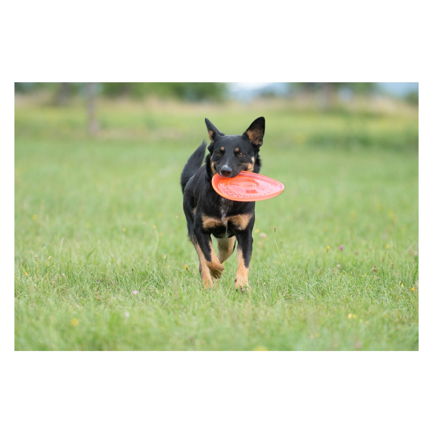 pawberry Frisbee Bissstark  - orange