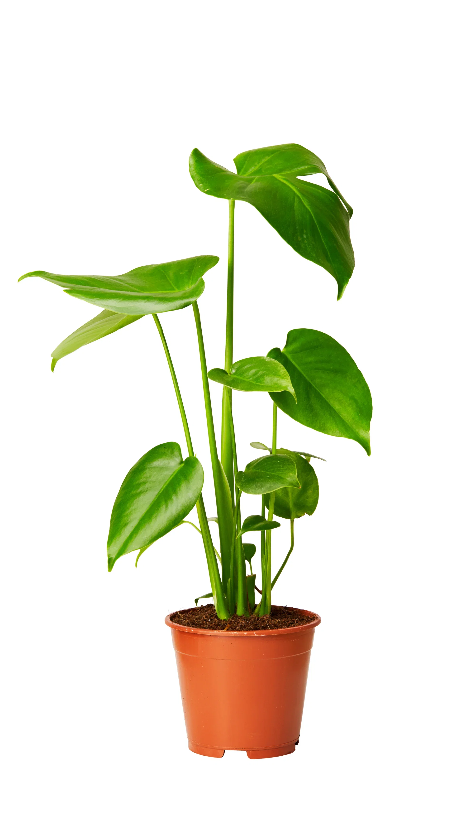 Monstera deliciosa Monstera Høyde 55 cm