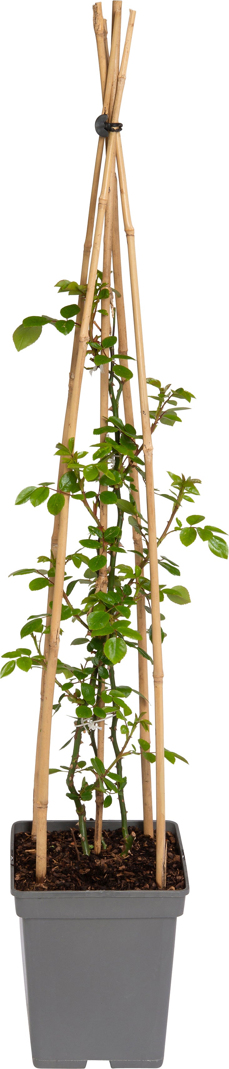 Klimroos (Rosa 'Grand Award') D 22 H 70 cm