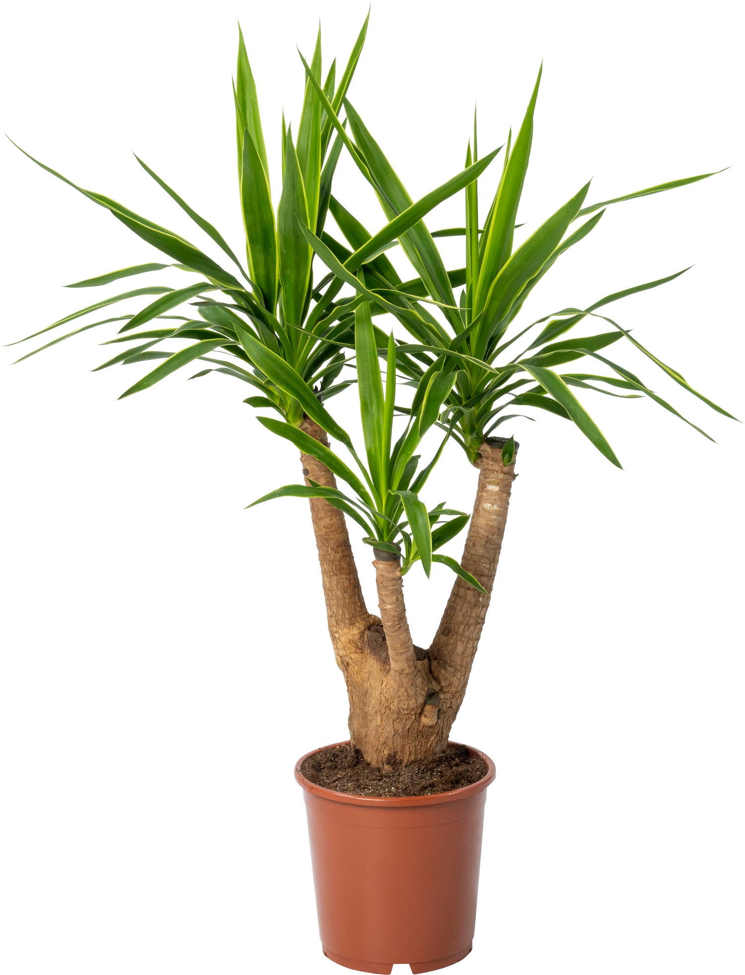 Yucca (Yucca elephantipes 'Puck') D 21 H 70 cm