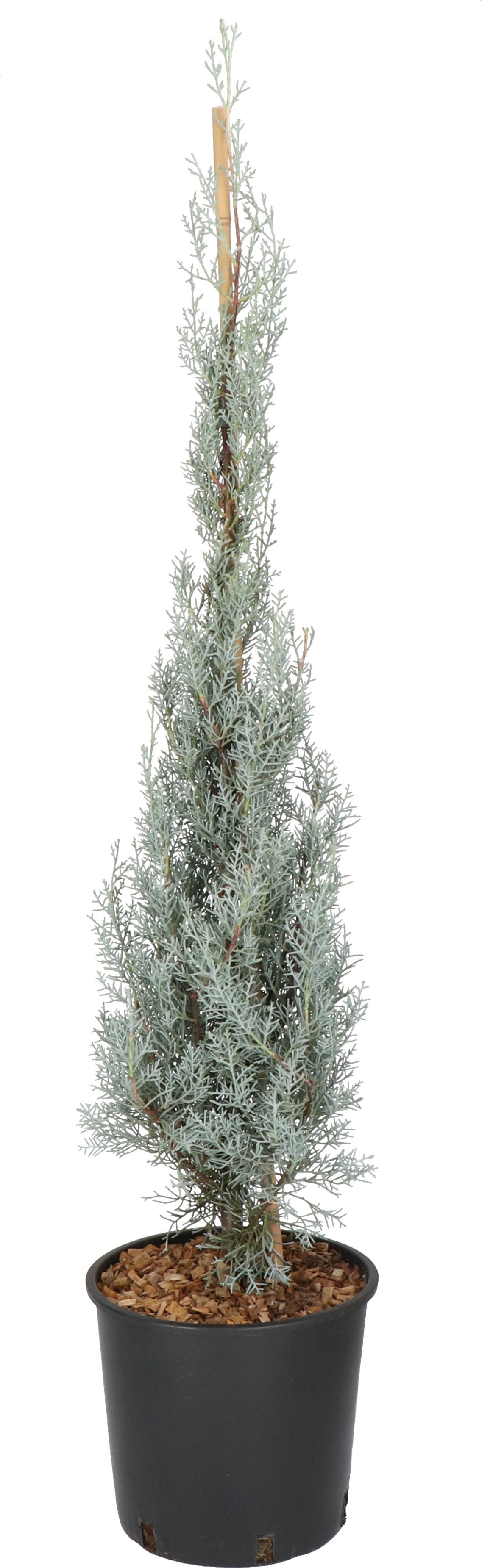 Arizonacipres op stam (Cupressus arizonica 'Glauca') D 26 H 100 cm