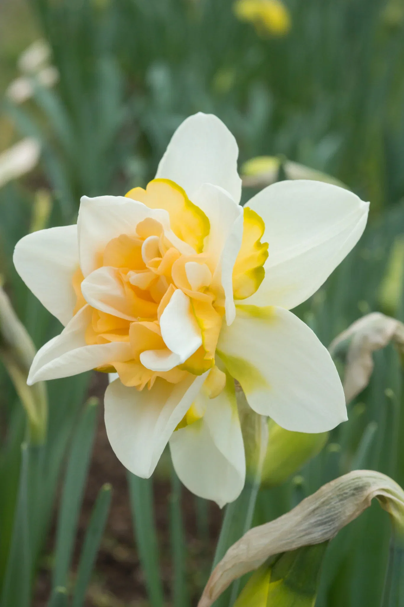 Tulipa gesneriana (Late double flowering Group) 'Sweet Desire' Påskelilje 'Sweet Desire'