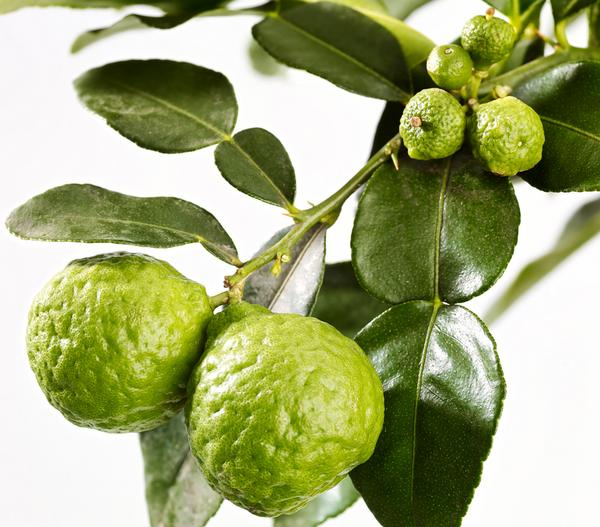 Dehner Gourmet Garten Kaffir-Limette