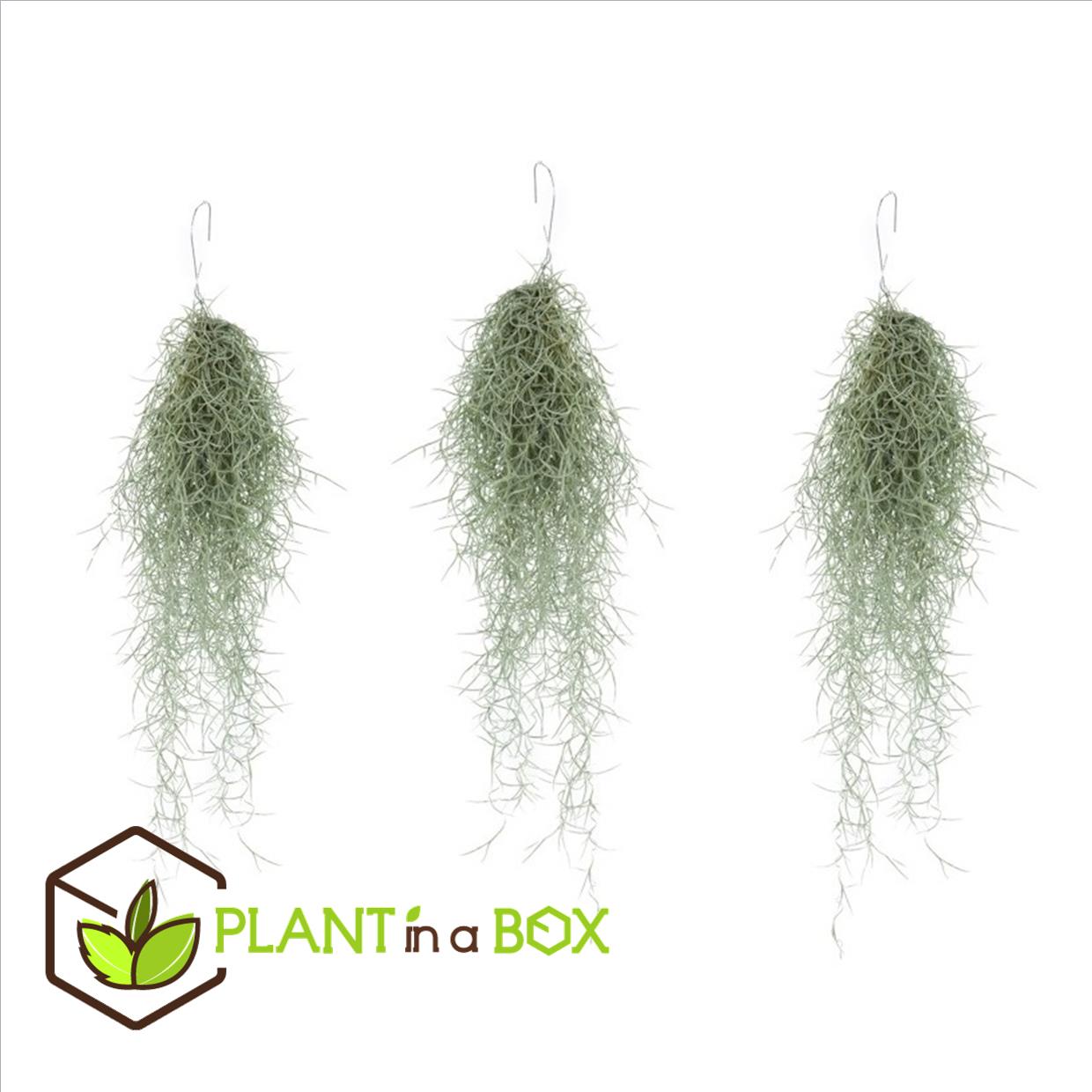 Tillandsia usneoides 'beard tillandsias' - set de 3 - hauteur 25-50cm