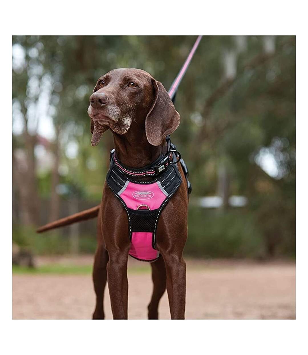 Weatherbeeta - Harnais pour chiens (Noir / Rose) (S) - UTWB1781