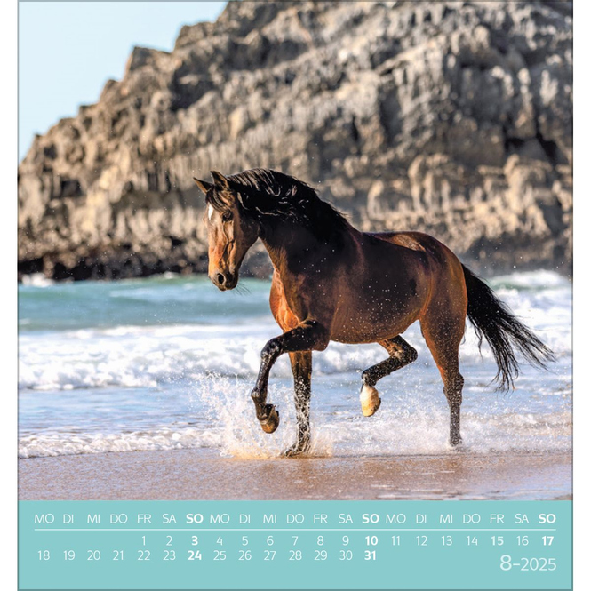 Postkartenkalender - 2025 - Traumpferde