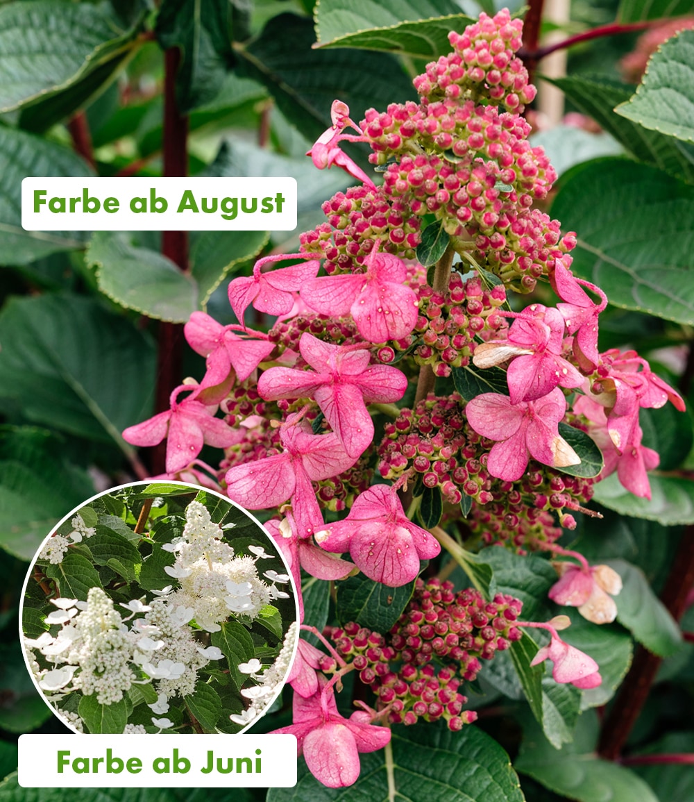 Rispen-Hortensie 'Living Infinity®'