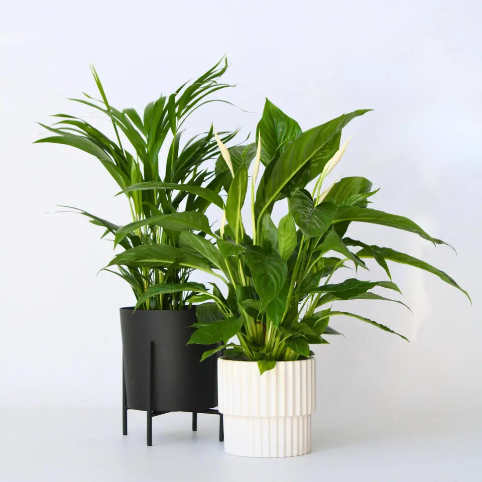 Groen Duo - Set van 2 - Spathiphyllum, Dypsis lutescens - Hoogte 60-75cm - ⌀17cm