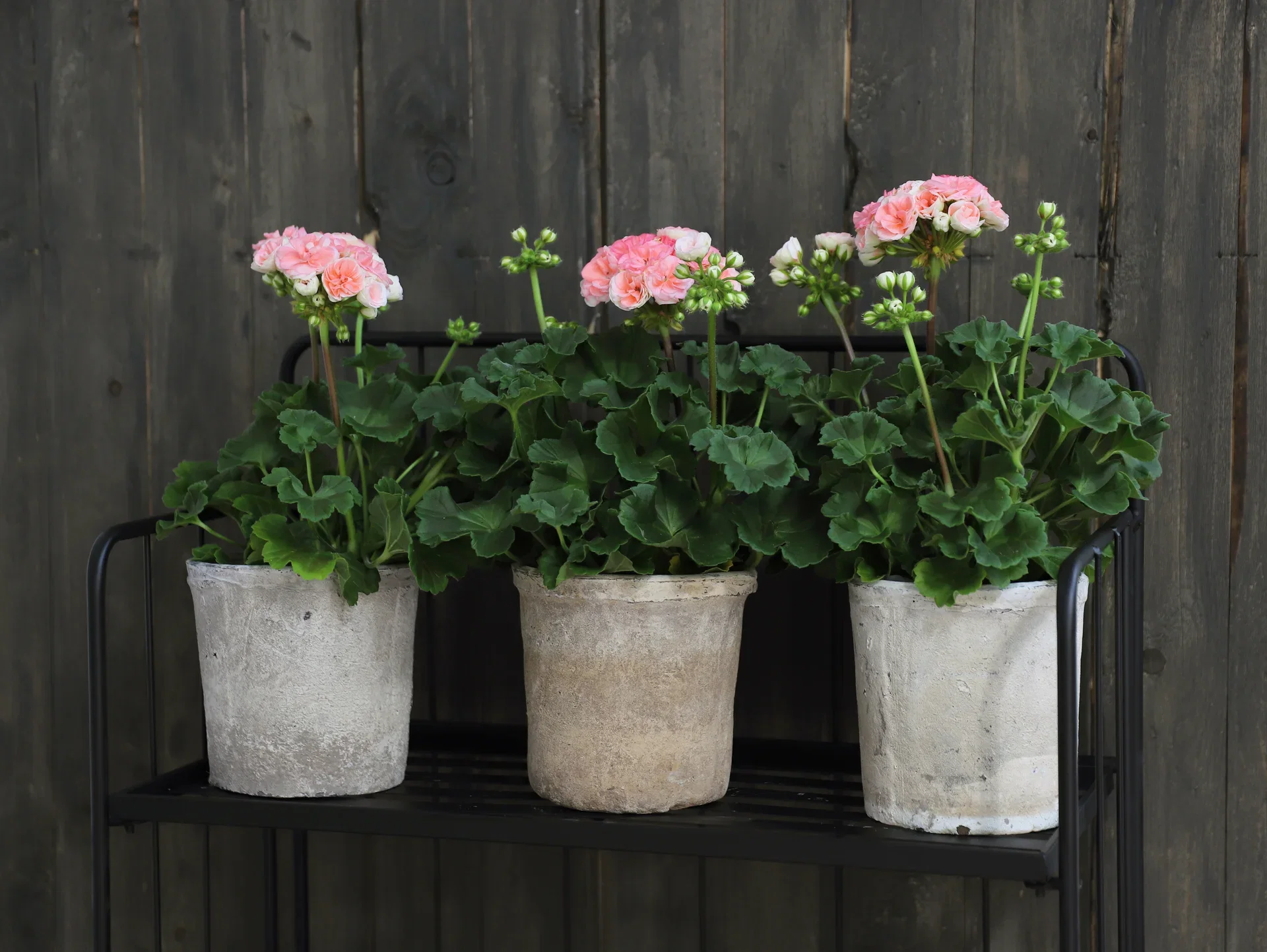 Pelargonium x hortorum Pelargonia 'Astrid' Ø14 cm