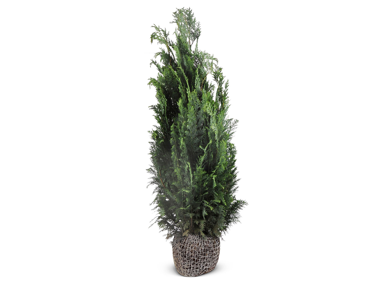 Scheinzypresse Heckenpflanze Chamaecyparis lawsoniana Columnaris 140-160cm