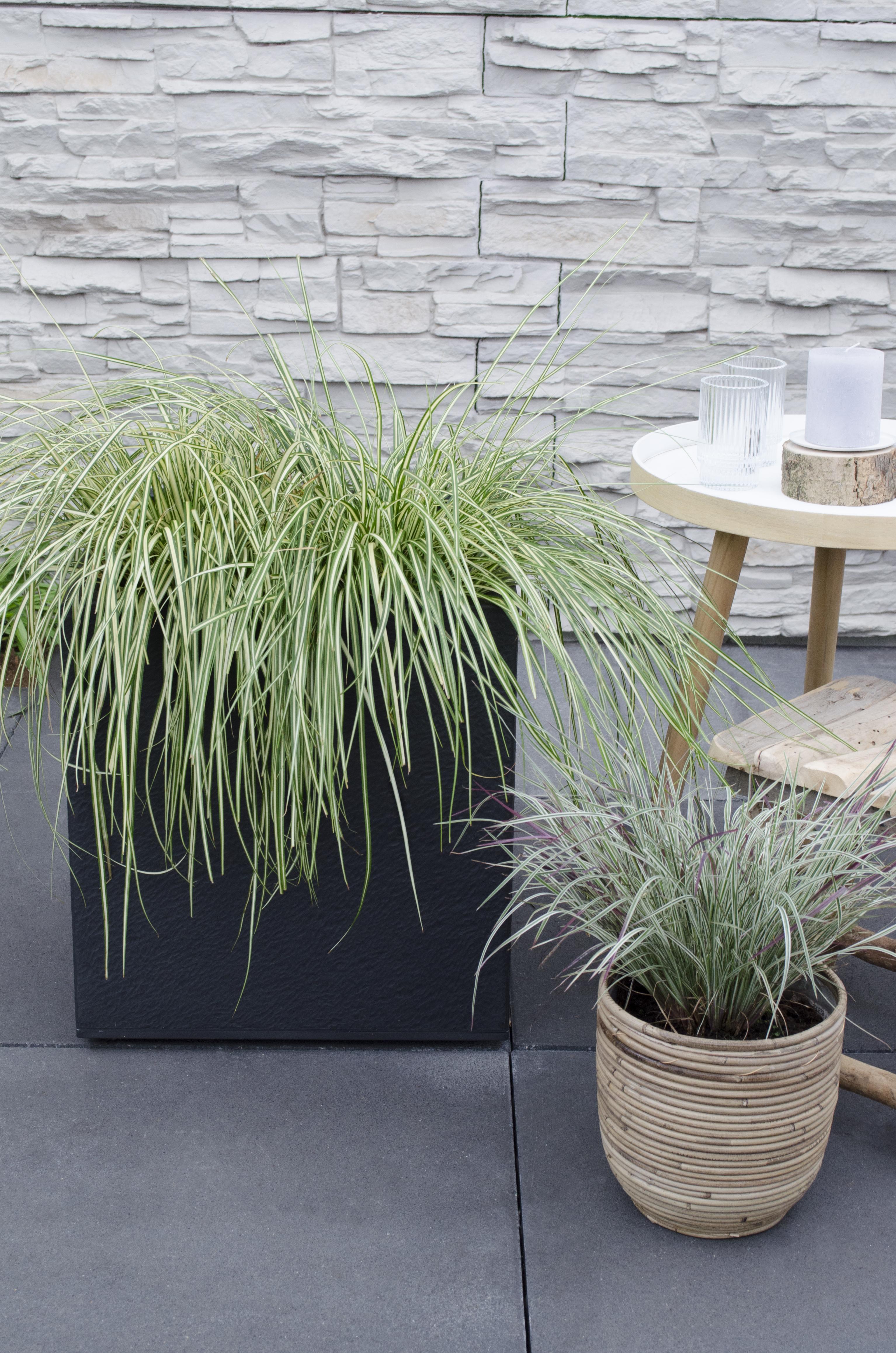 Carex hachijoensis 'evergold'