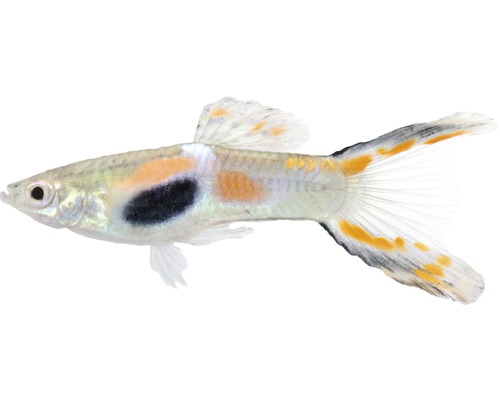 Mannelijke guppy (Endler) - Poecilia reticulata