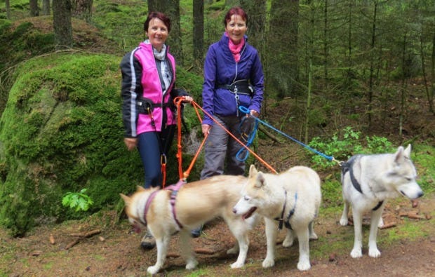 Schlittenhunde Workshop Kulz in der Oberpfalz