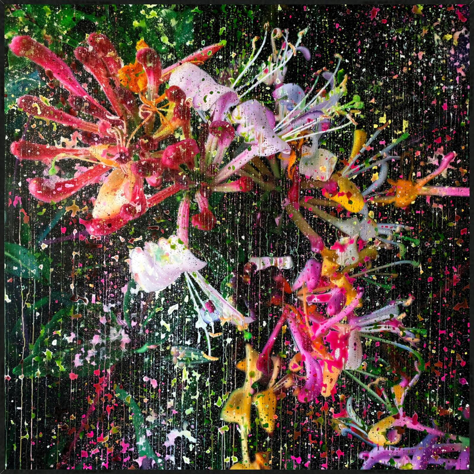 Lonicera Caprifolium Magenta 02 by An Doan Nguyen - Limited Edition. Edition of: 150. Signed.