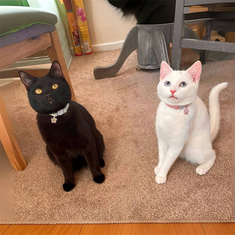 Verstellbares Kord Katzen Halsband mit Blume / Glöckchen - Blau