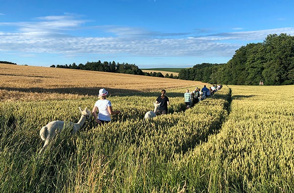 Alpaka Wanderung Altomünster |mydays