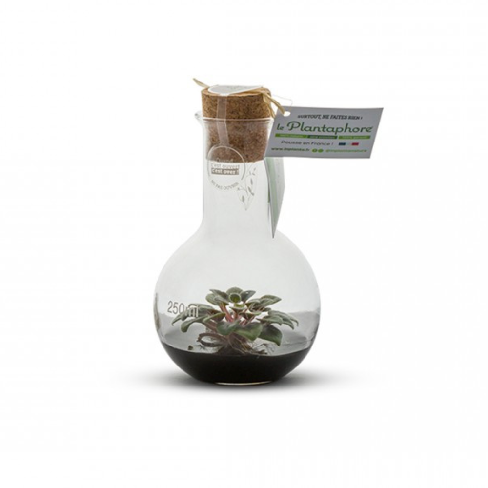 Plantaphore ballon 250 ml noir - st paulia