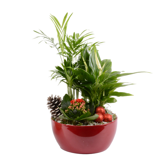 Compo Orchidée et 3 plantes H35cm, pot D19cm