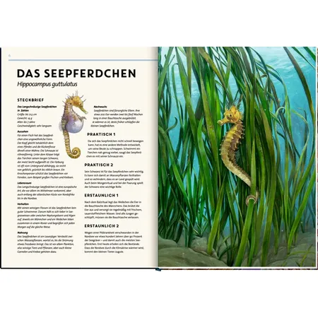 Coppenrath Verlag Lebensgroß - Tiere der Meere und Ozeane