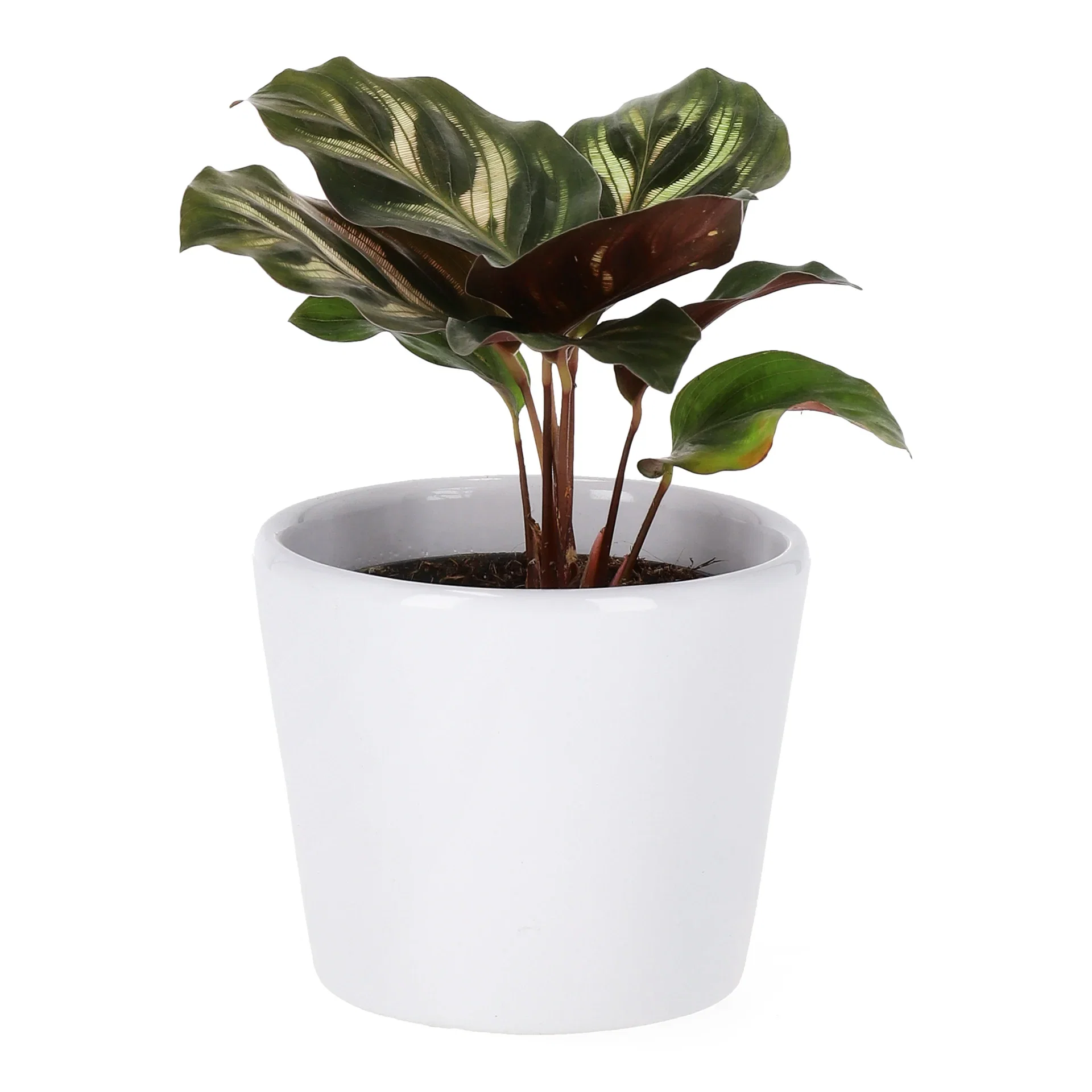 Calathea mix Calathea mini miks Høyde 15 cm