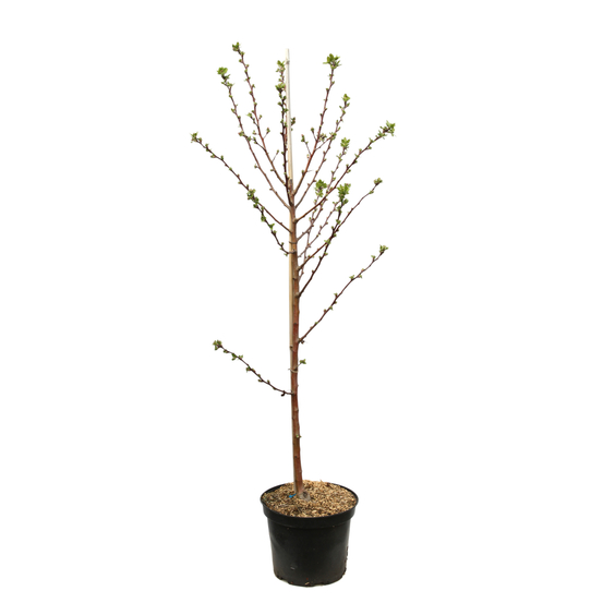 Pommier d'ornement 'Royalty' Pot 10L - Quenouille
