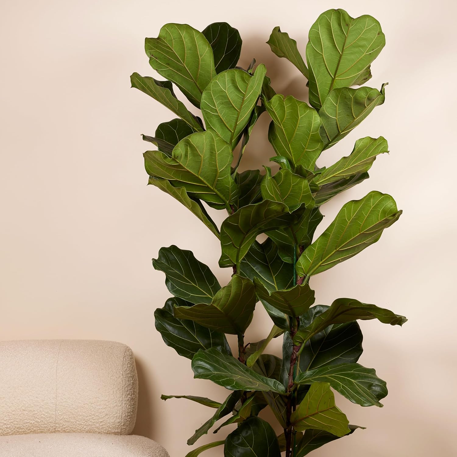 Bloomique - Ficus Lyrata - Geigenblatt - XXL Zimmerpflanzen - Luftreinigend - Pflegeleicht - 140-160 cm hoch - 30 cm Topf